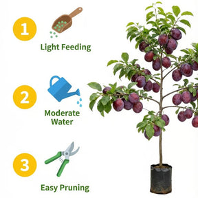 PureHarvest – Heirloom Non-GMO Grafted Plum Tree Sapling