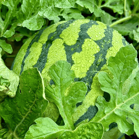 SeedHarvest – Heirloom Non-GMO Watermelon Seeds (50/100PCS)