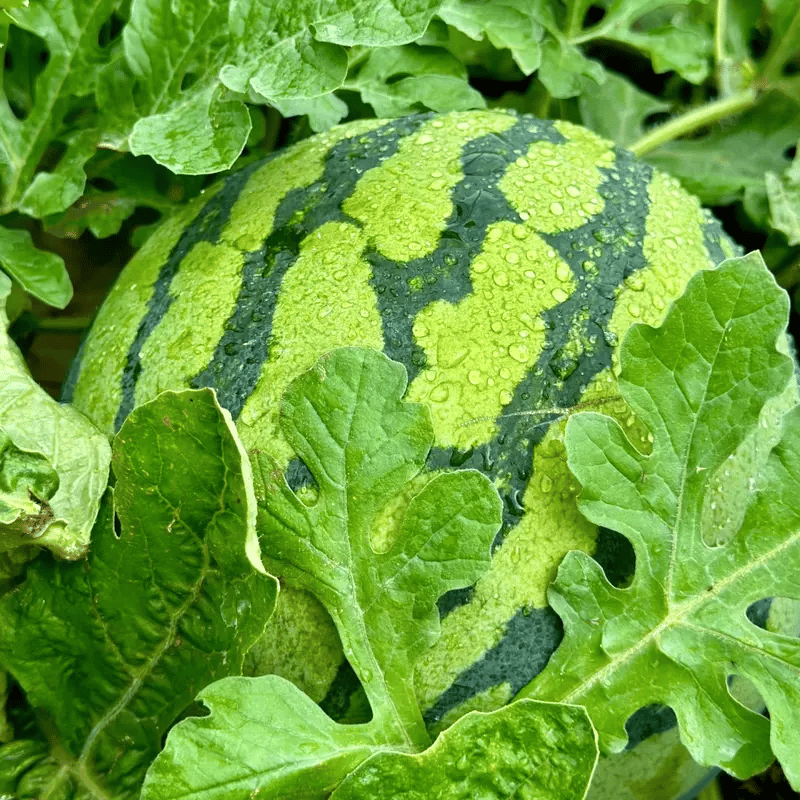 SeedHarvest – Heirloom Non-GMO Watermelon Seeds (50/100PCS)