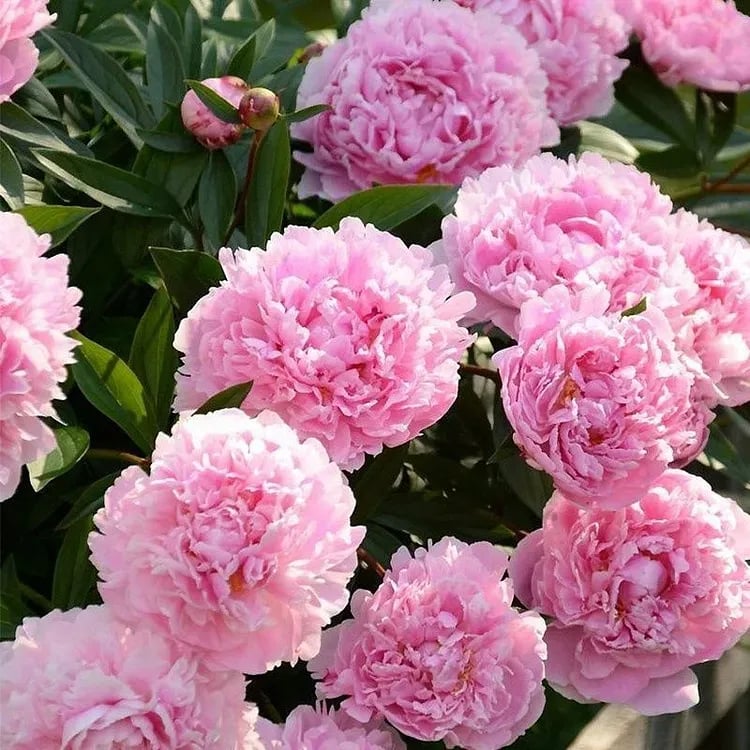 RoyalBloom - Luxurious Peony Flower Seeds | The Queen of Flowers