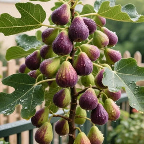 Mission Fig Seeds (Ficus carica) — Hardy, Easy-to-Grow Perennial Fruit Tree