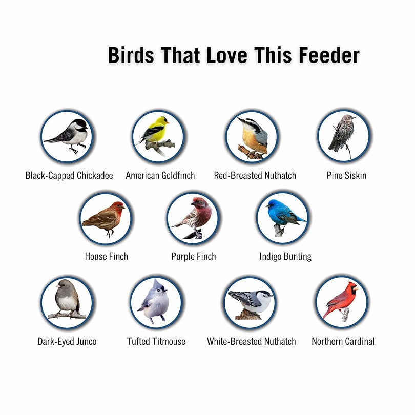 SeedGuard – Smart Hanging Bird Feeder