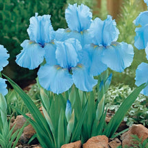 BloomAura – Exotic Tall Bearded Iris Flower