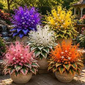 FlameFeather – Peacock Hosta Bulbs