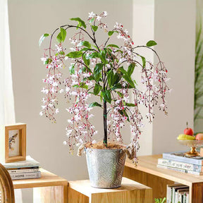 WinterBloom – Winter-Friendly Hanging Jasmine Plant