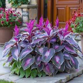 Leafora – Premium Hosta Seeds for Shaded Spaces