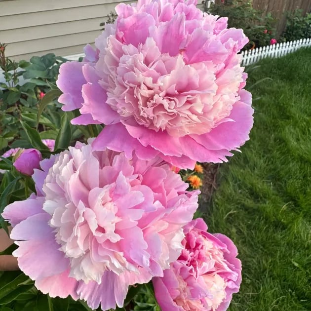 RoyalBloom - Luxurious Peony Flower Seeds | The Queen of Flowers