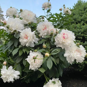 RoyalBloom - Luxurious Peony Flower Seeds | The Queen of Flowers