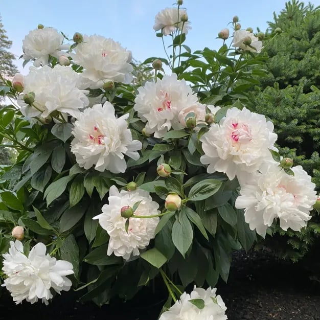 RoyalBloom - Luxurious Peony Flower Seeds | The Queen of Flowers
