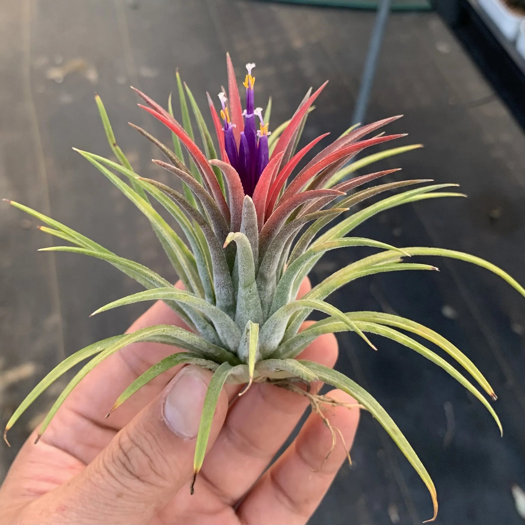 AquaBloom – Hanging Air Plant Jellyfish