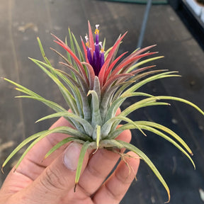 AquaBloom – Hanging Air Plant Jellyfish