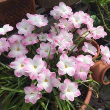 PetalBurst - Fast Bloom Flower Bulbs