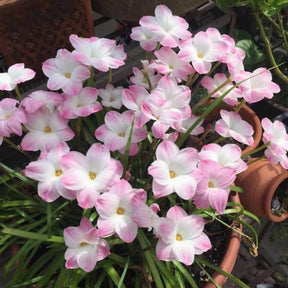 PetalBurst - Fast Bloom Flower Bulbs