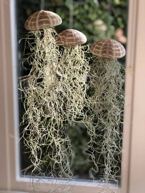 AquaBloom – Hanging Air Plant Jellyfish