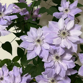 GardenGrace - Clematis Blooming Seeds