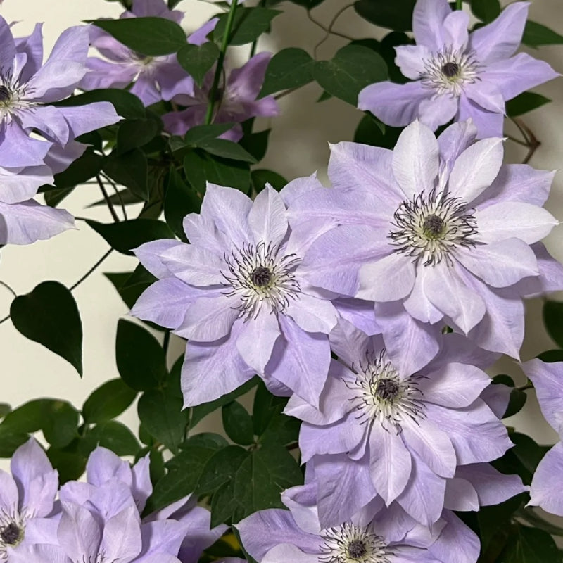 GardenGrace - Clematis Blooming Seeds