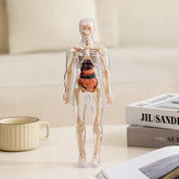 SmartSkeleton – Fun Stem Anatomy Model for Kids