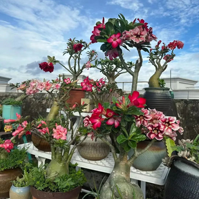 SunRose Garden – Desert Bloom Seeds