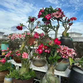 FloraOasis – Premium Desert Rose Plant Seeds