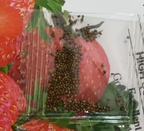 HarvestBerry – Garden Strawberry Seeds