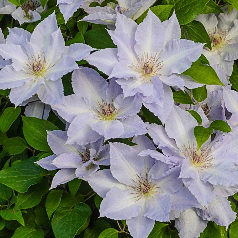 GardenGrace - Clematis Blooming Seeds