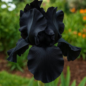 BloomAura – Exotic Tall Bearded Iris Flower