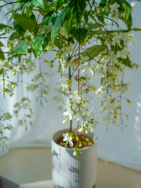 WinterBloom – Winter-Friendly Hanging Jasmine Plant