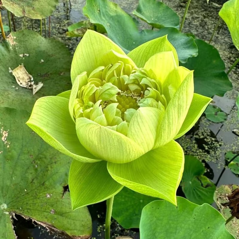 LotusBloom – The Sacred Bonsai Bowl Lotus Flower