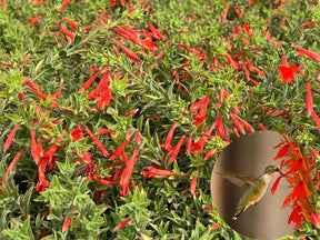 FloraAura "Hummingbird Carpet" – Epilobium garrettii Rainbow Burst Seeds