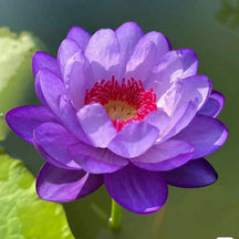 LotusBloom – The Sacred Bonsai Bowl Lotus Flower