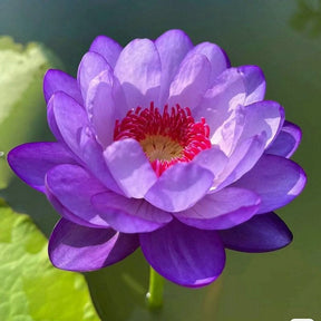 LotusBloom – The Sacred Bonsai Bowl Lotus Flower