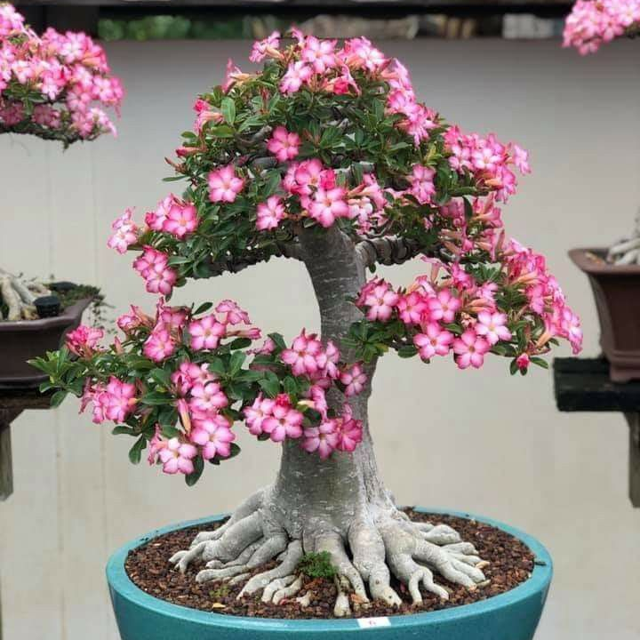 SunRose Garden – Desert Bloom Seeds
