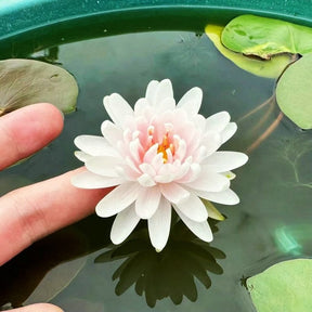 LotusBloom – The Sacred Bonsai Bowl Lotus Flower