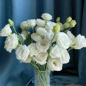 BloomRidge – Hardy Perennial Lisianthus Seeds