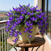 ParrotBloom – Rare Parrot Beak Spider Plant