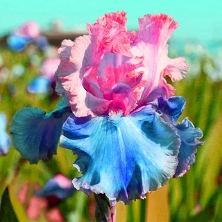 BloomAura – Exotic Tall Bearded Iris Flower