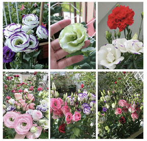BloomRidge – Hardy Perennial Lisianthus Seeds