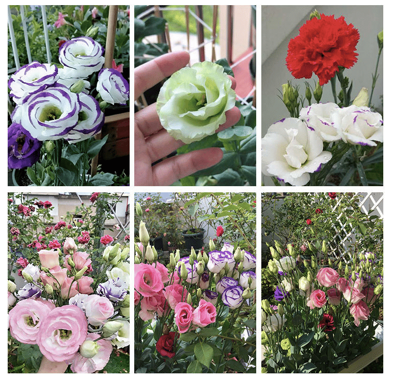 BloomRidge – Hardy Perennial Lisianthus Seeds