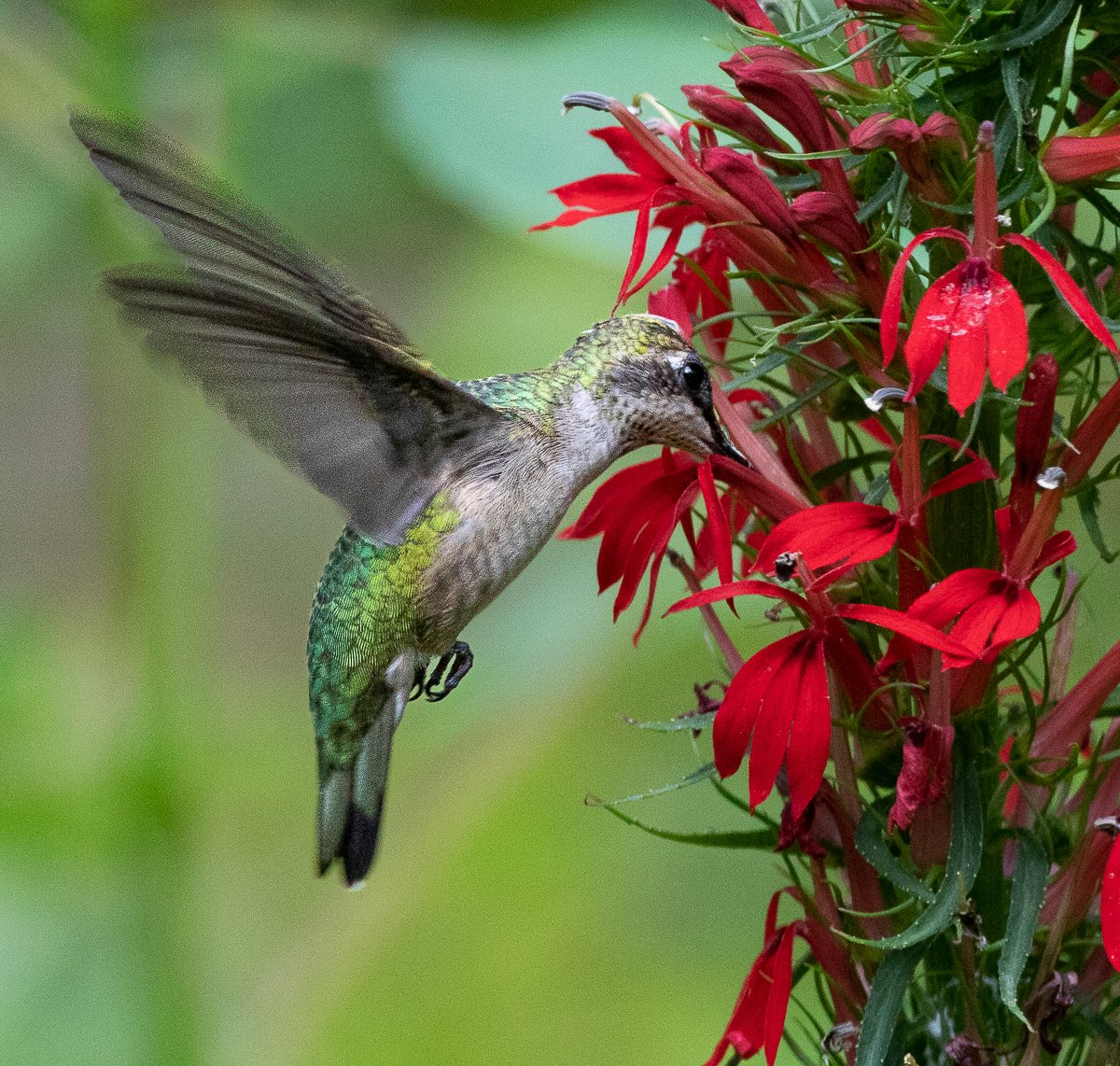 FloraAura "Hummingbird Carpet" – Epilobium garrettii Rainbow Burst Seeds