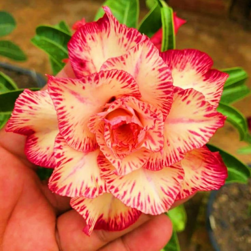 SunRose Garden – Desert Bloom Seeds