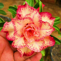 FloraOasis – Premium Desert Rose Plant Seeds