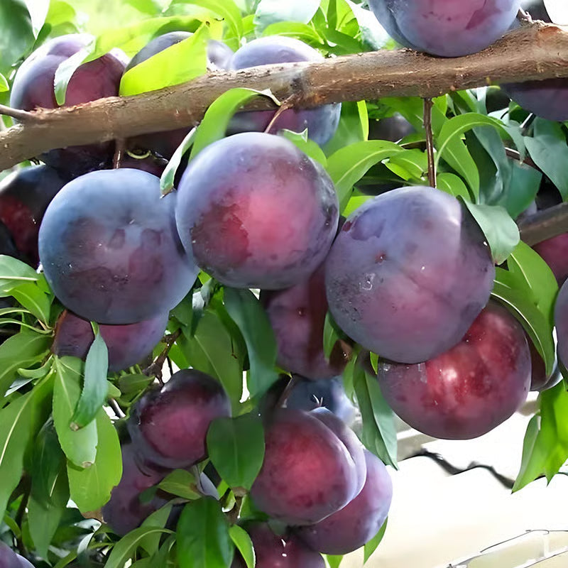 🌳LIMITED-TIME BUY 1 GET 1 FREE⏰🍑 Heirloom Non-GMO Grafted Plum Tree Live Seeds