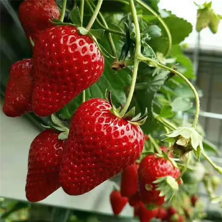 HarvestBerry – Garden Strawberry Seeds