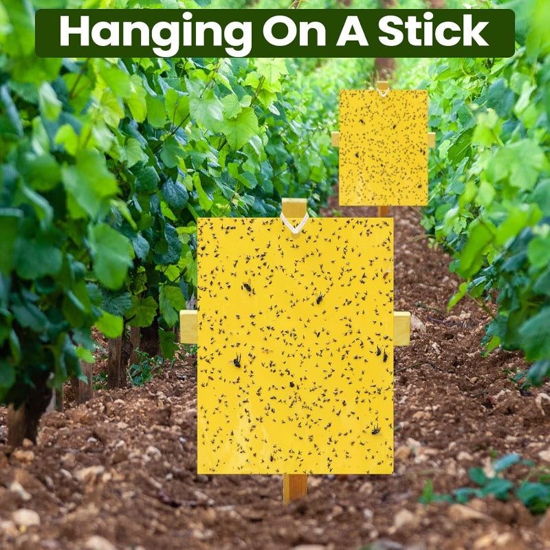 InsectLock – Ultra Sticky Pest Traps