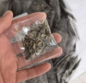PurePetal – Zinnia Seeds for Vibrant Heirloom Flowers