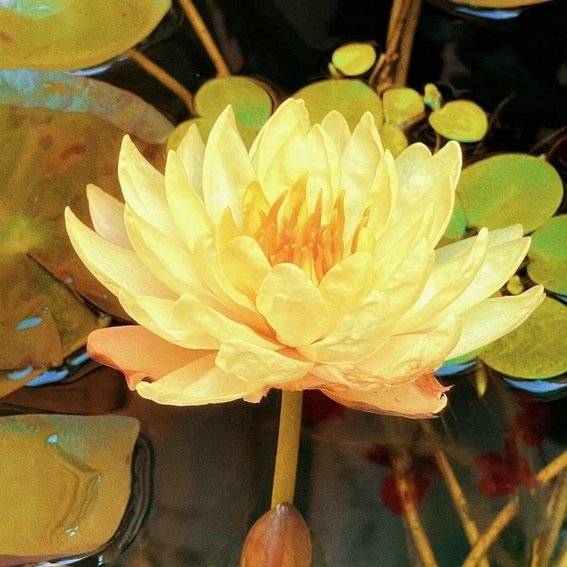 LotusBloom – The Sacred Bonsai Bowl Lotus Flower