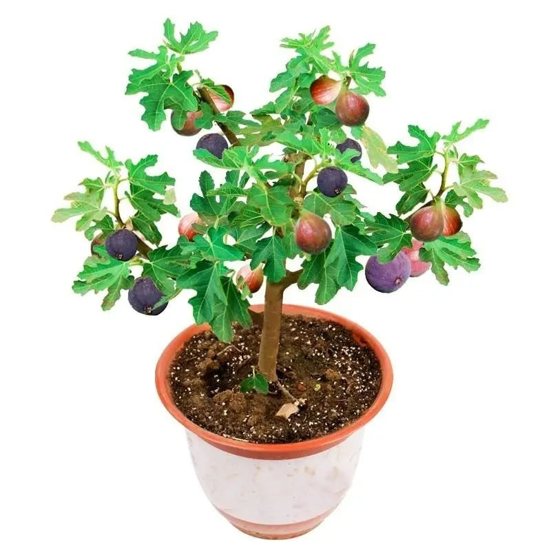 Mission Fig Seeds (Ficus carica) — Hardy, Easy-to-Grow Perennial Fruit Tree