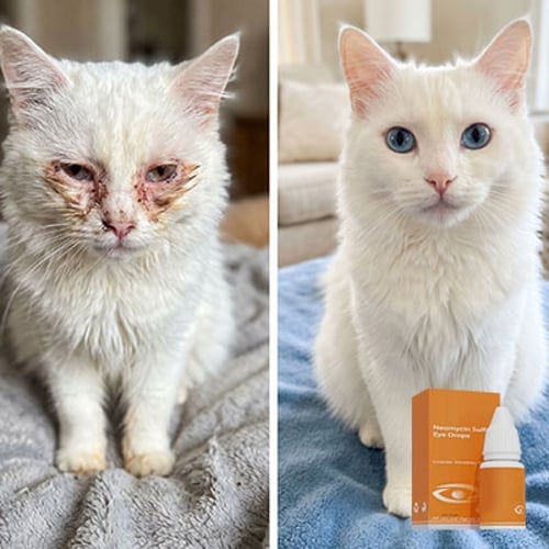 VisioPaw – Gentle Eye Hydration Solution