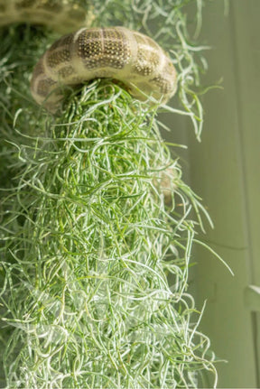 AquaBloom – Hanging Air Plant Jellyfish