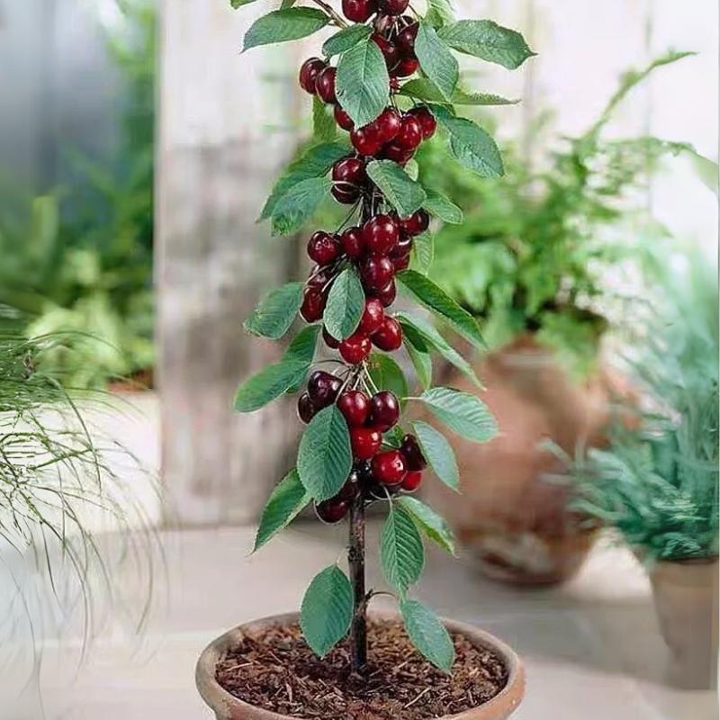 🍒 (New Harvest) Sweet Cherry Seeds 🌿Pre-Primed for High Germination (99% Germination)